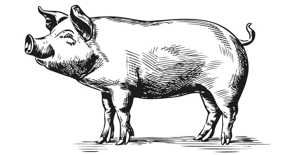 ursprung_schwein_02